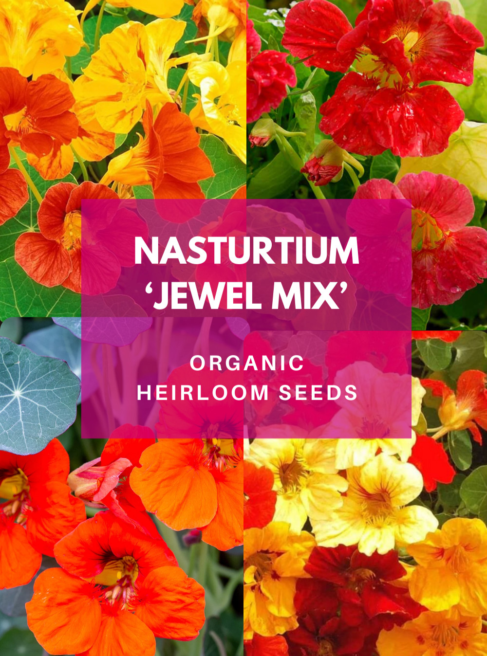 Organic Heirloom *JEWEL MIX* Nasturtium Seeds 🌺 Beautiful Edible Flowers!