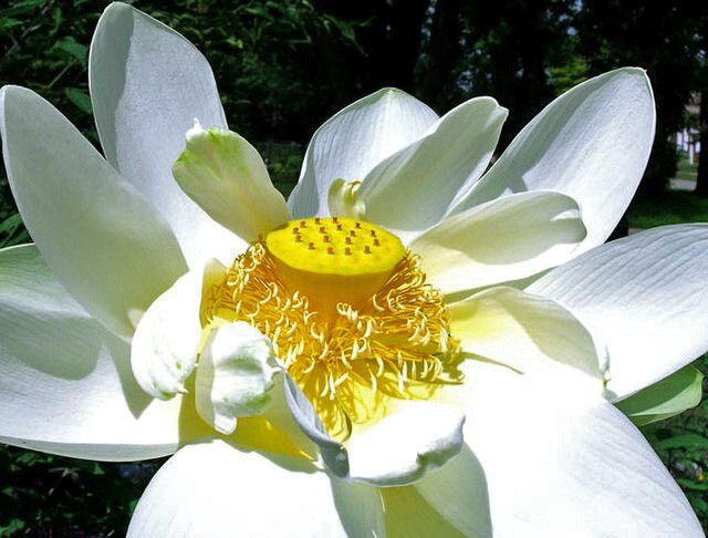 Nelumbo nucifera | White Lotus | 5 Seeds