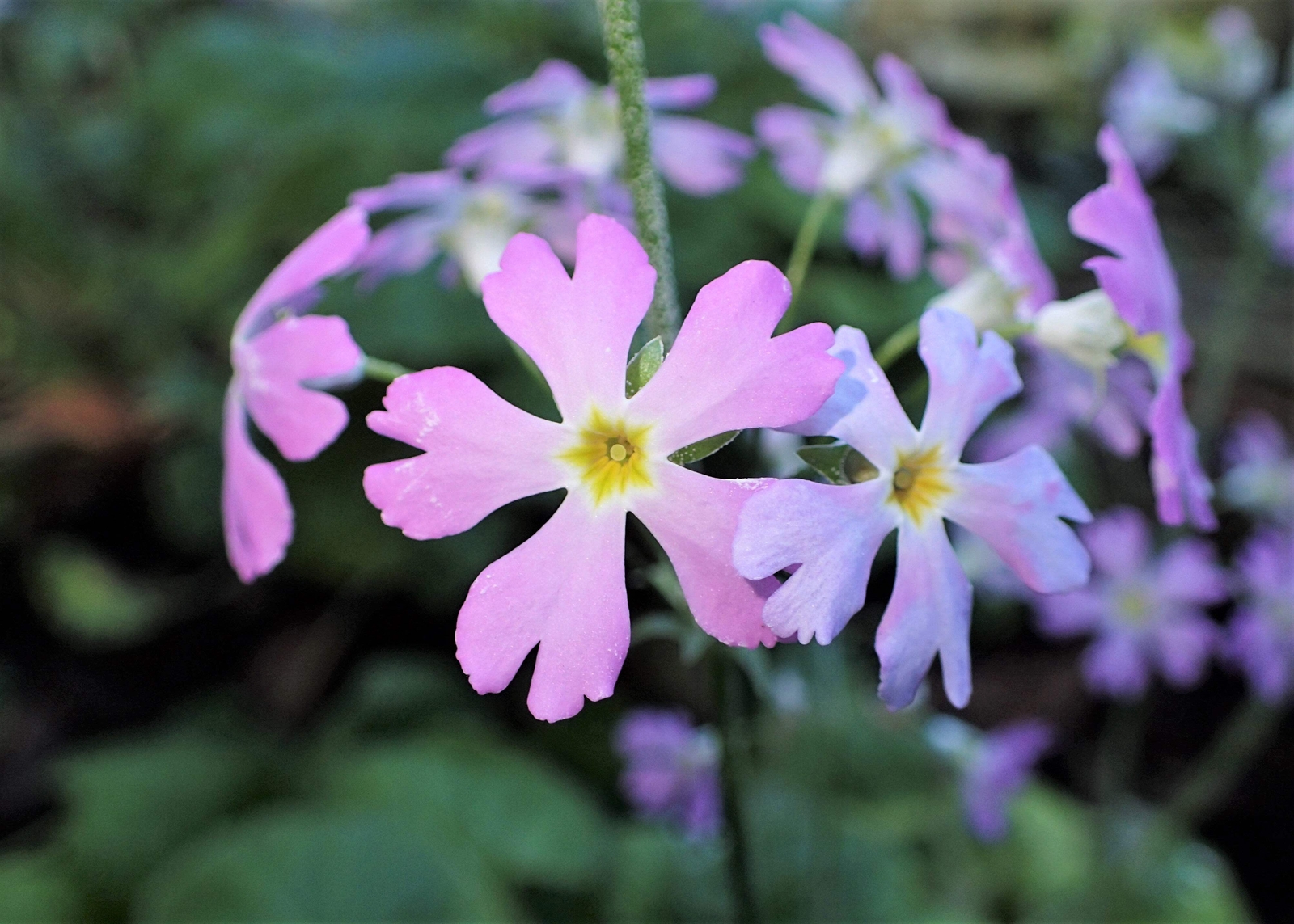 100 PINK FAIRY PRIMROSE Primula Malacoides Shade Houseplant Flower Seeds