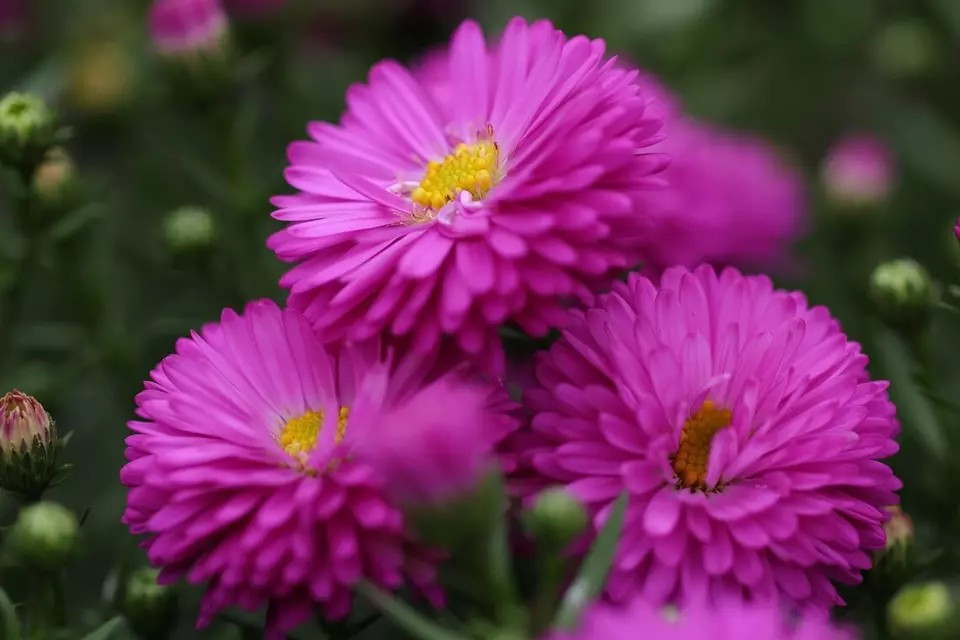 1000+ Powder Puff Aster Seeds – Rainbow Mix – Chrysanthemum – Fresh Cut Flowers
