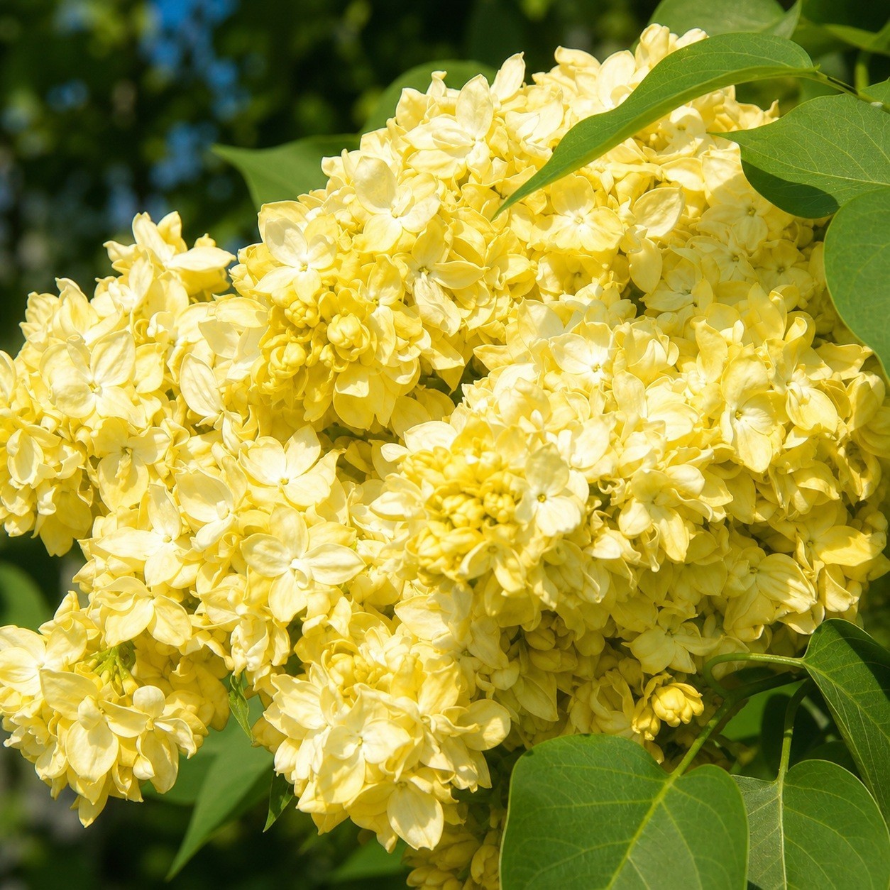 25 Lilac Seeds Fragrant Flowering Tree Perennial Flower Seed “Yellow”
