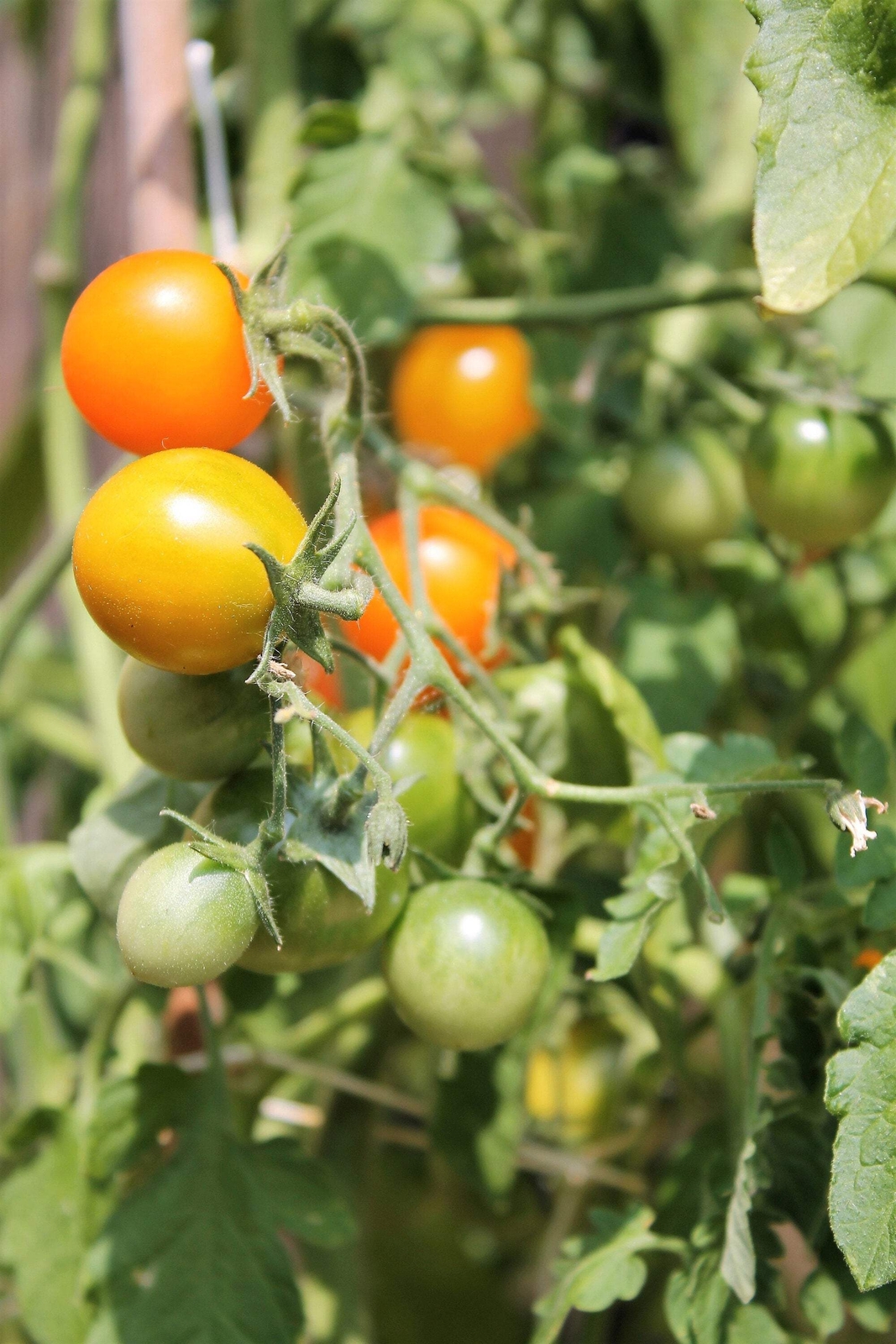 100 ORANGE CHERRY TOMATO Heirloom Solanum Lycopersicum Indeterminate Seeds