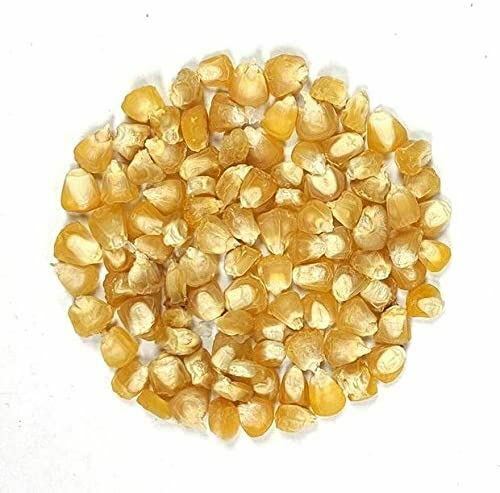 Corn Seeds, Ashworth Sweet Corn Seeds, “COOL BEANS N SPROUTS” Brand. Home Garde