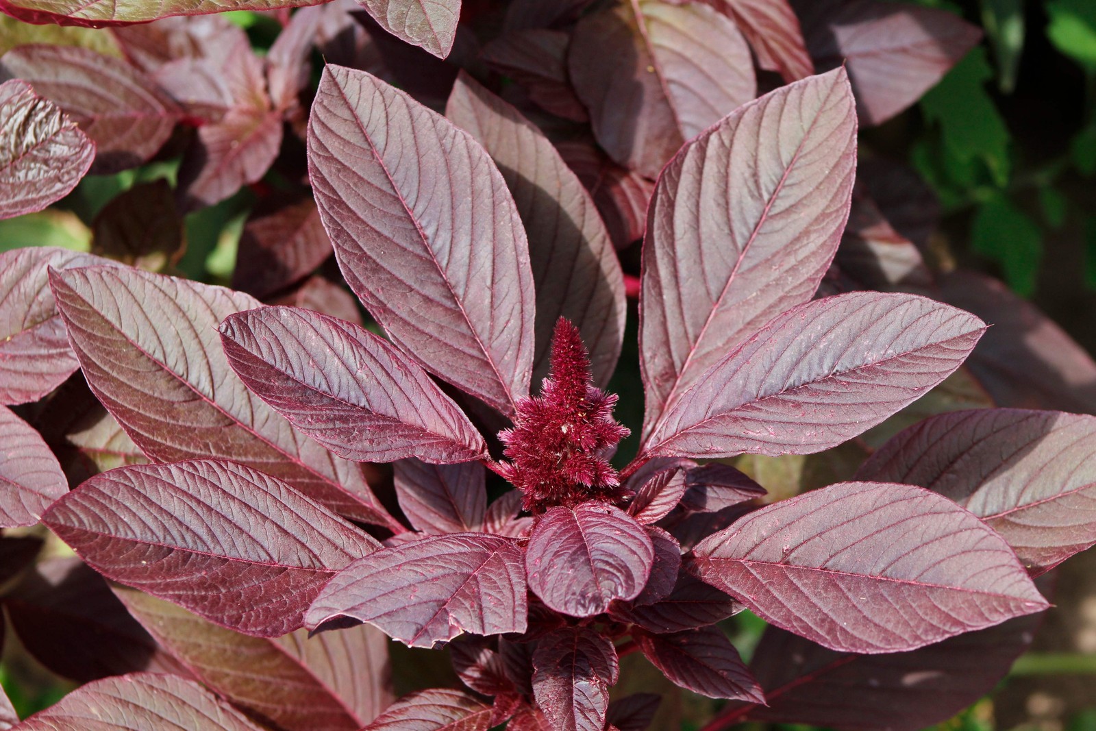 250 BURGUNDY AMARANTHUS Hypochondriacus Amaranth Grain Vegetable Flower Seeds