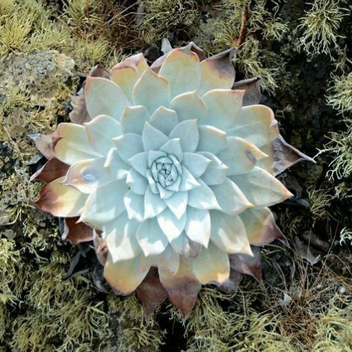 Dudleya Brittonii Giant Chalk Succulent 30 seeds form. Echeveria blue