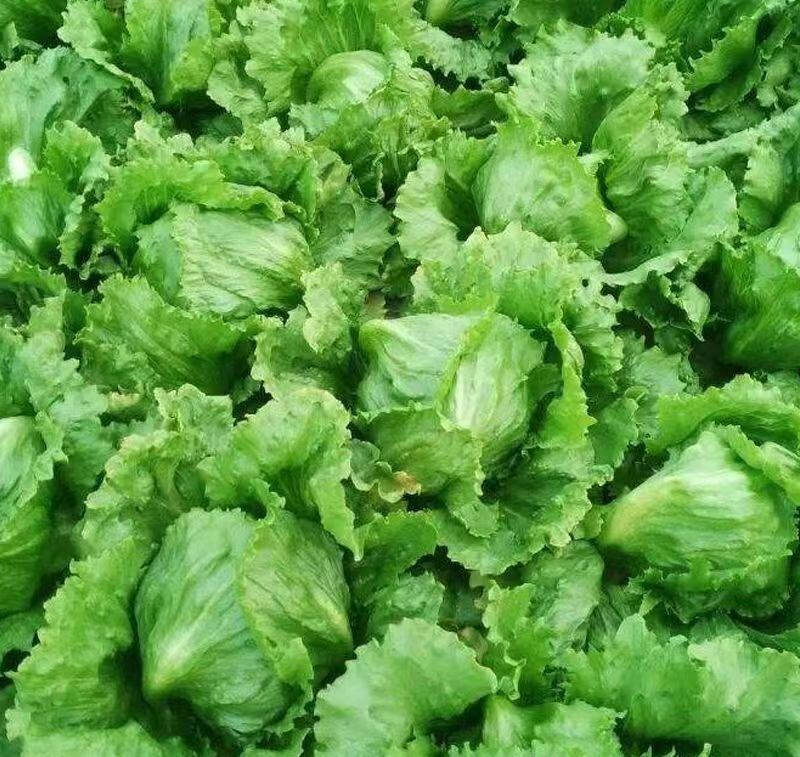 1000+ Iceberg Lettuce Seeds Crisphead Romaine Lettuce Bulk Lettuce seeds USA