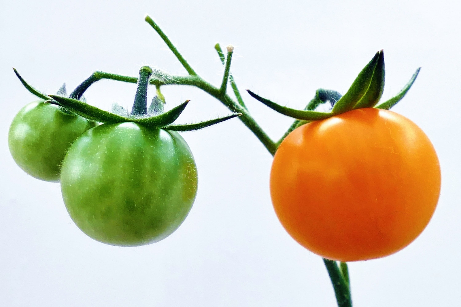 100 ORANGE CHERRY TOMATO Heirloom Solanum Lycopersicum Indeterminate Seeds