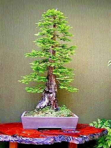 20 California Coast Redwood Seeds Giant Sequoia Bonsai TALLEST TREE in the WORLD