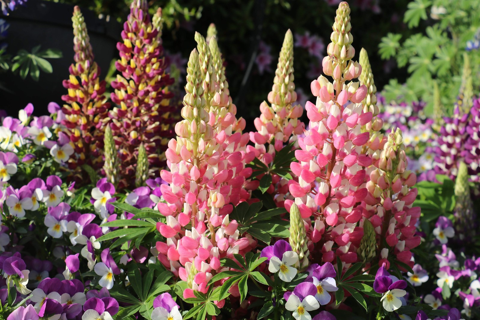 75 Mixed Colors RUSSELL LUPINE Bigleaf Lupinus Polyphyllus Flower Seeds