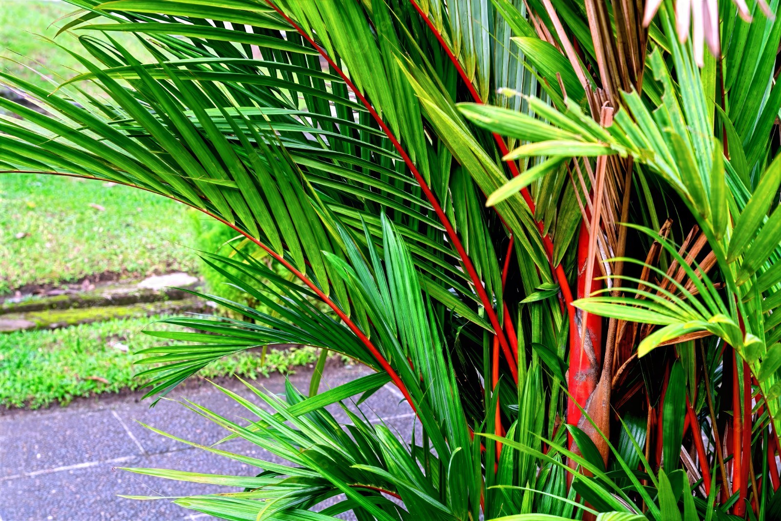 10 RED SEALING WAX “LIPSTICK” PALM TREE SEEDS (Cyrtostachys renda) House Plant