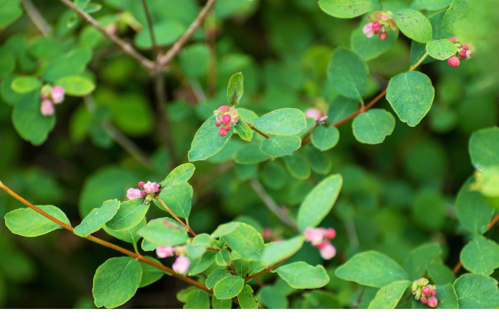 10 Dwarf CREEPING SNOWBERRY Shrub White Pink Flower Symphoricarpos Mollis Seeds