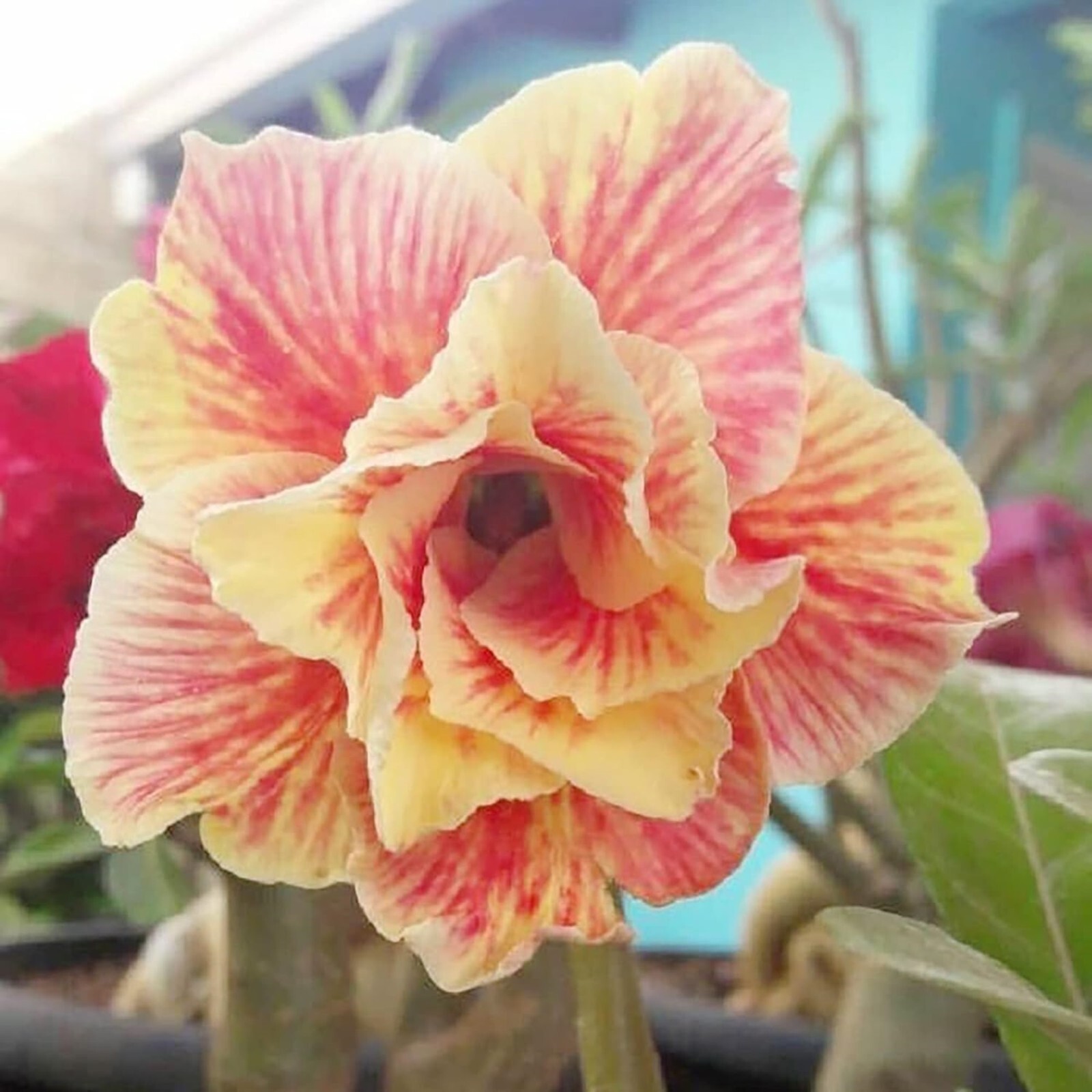 10 Light Yellow Red Desert Rose Seeds Adenium Obesum Flower Perennial Seed USA