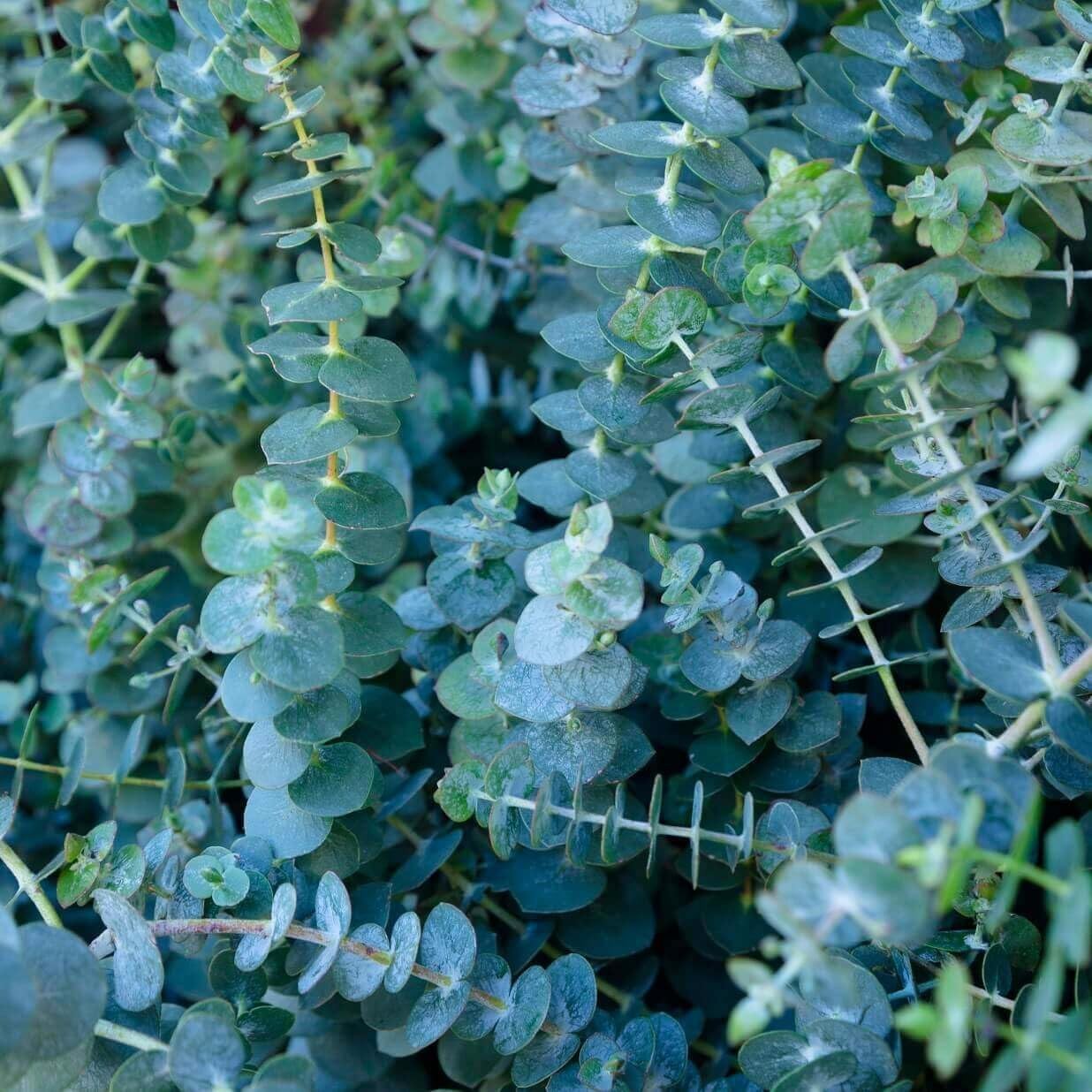 50 Pcs Aromatic Eucalyptus Tree Seeds – Heirloom Evergreen Plant, Quick Germi…