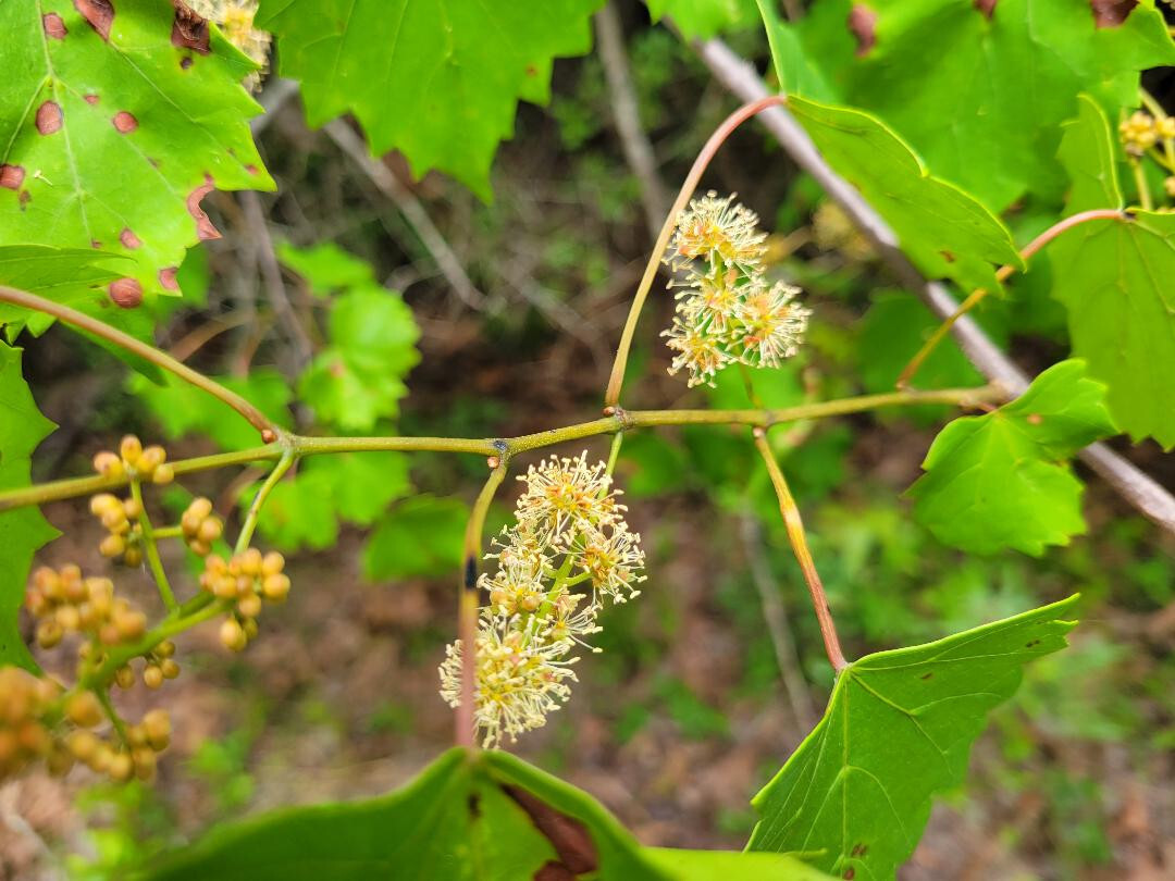 Southern Fox Grape | 25 Seeds | Vitis Rotundifolia | Florida Native | Ecotype
