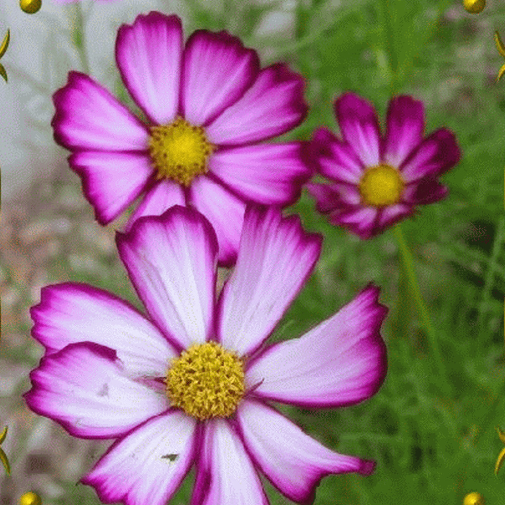 Cosmos Picotee (Cosmos bipinnatus) Flower 100 Seeds Free Shipping!