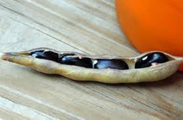 BEAN SEED, BLACK VALENTINE,HEIRLOOM, 50+ SEEDS, NON GMO, BEANS