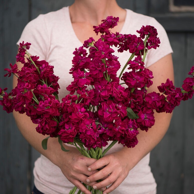 35 Ruby Stock seeds