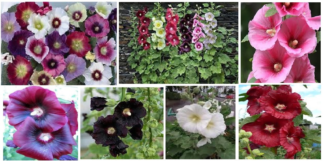 Mixed Colors Pretty HOLLYHOCKS Cherry Pink Purple White Red 25 +SEEDS USA Seller