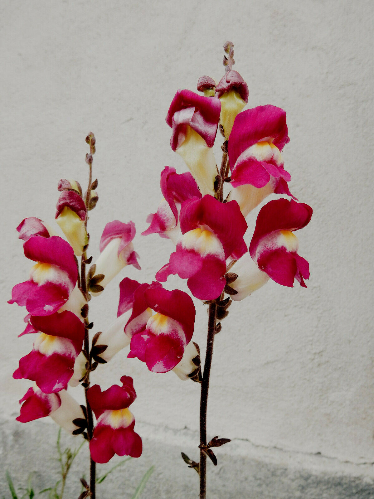 SNAPDRAGON NIGHT AND DAY 200 SEEDS DEEP-RED WITH A WHITE THROAT.