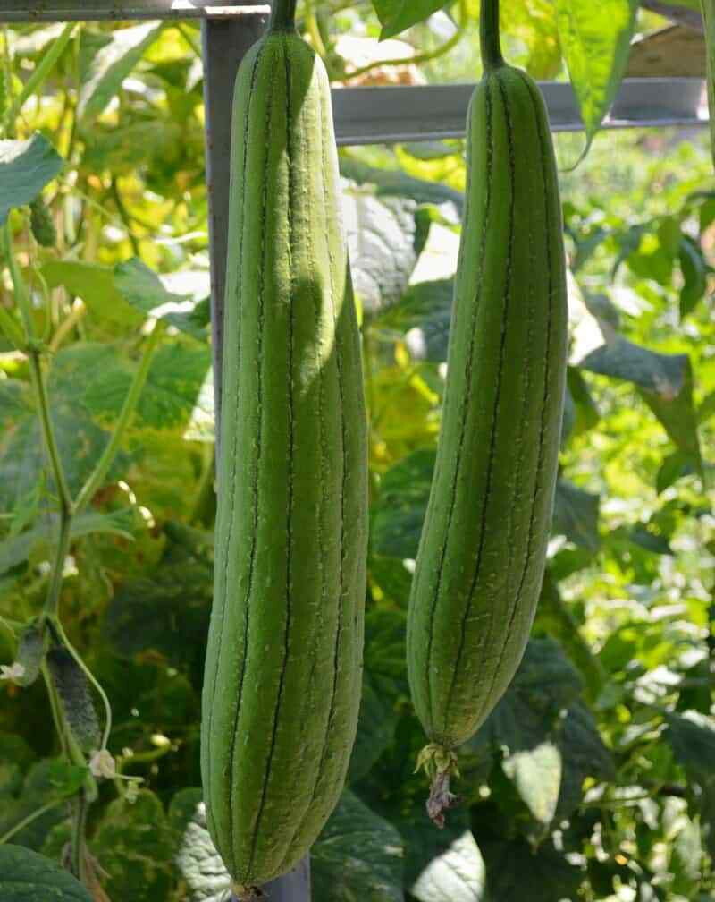 15+ Gourd Seeds Luffa Loofah Chinese Sigua Moup
