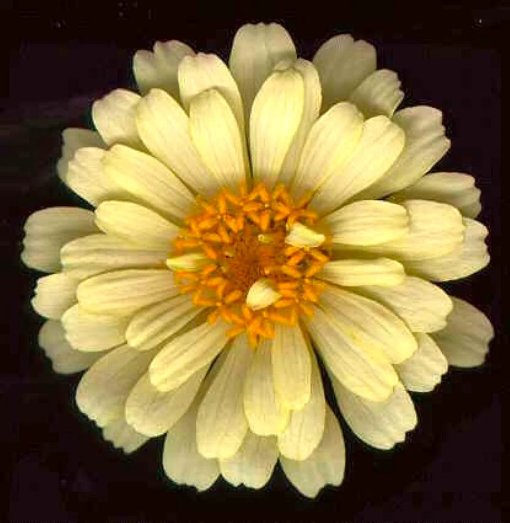 Isabellina Baby Yellow Zinnia Seeds – For 2025 Planting Lemon Queen Bright Sunny