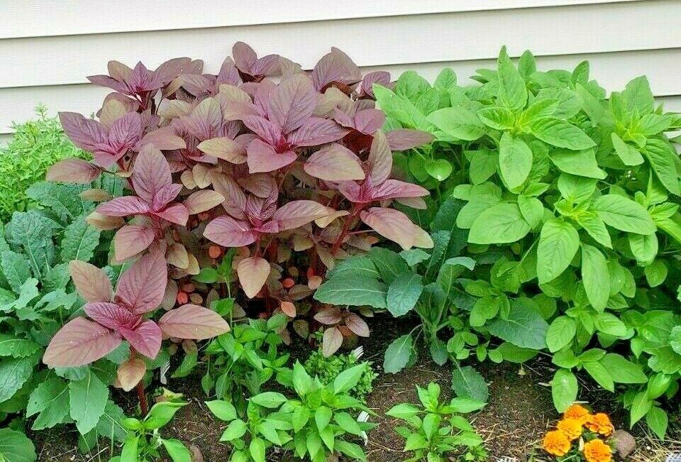 Deep Red Amaranth HEIRLOOM 500+ seeds Premium Strain 100% Organic Grown in USA