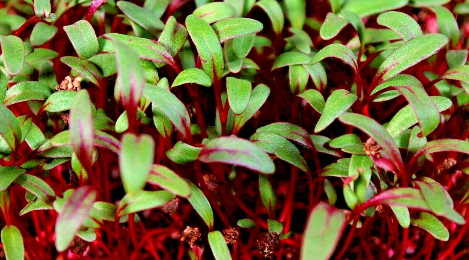101+ BULLS BLOOD BEET Seeds Heirloom Vegetable Garden Patio Container Fast Easy