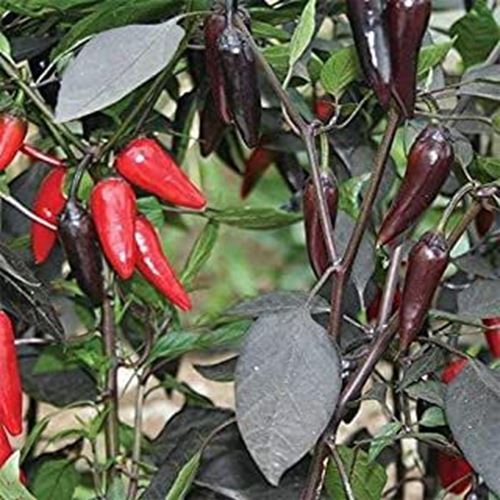Count Dracula Hot Pepper Seeds (30+ Seed Package)