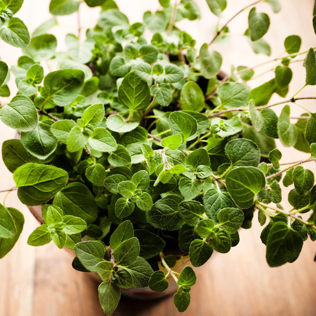 Fresh Oregano Seeds | Italian | Herb | Culinary | Heirloom Non-GMO | Herb Seeds