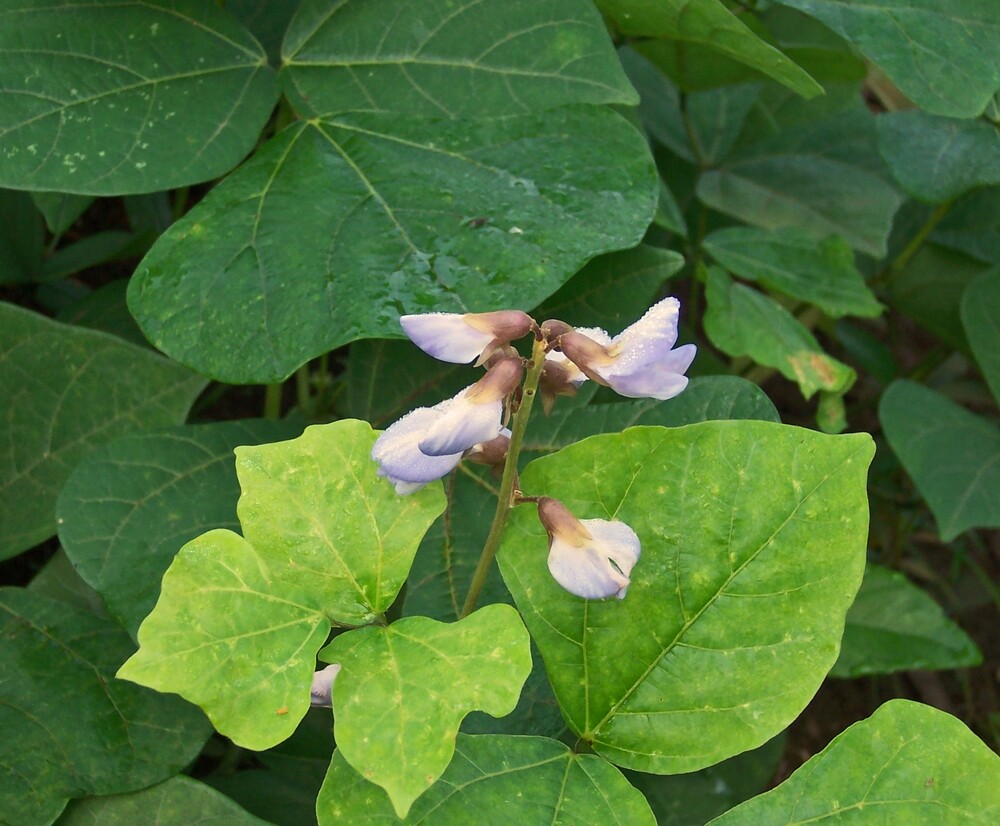 Pachyrhizus erosus JICAMA – Seeds!