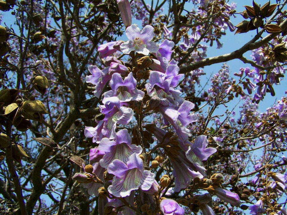 40 Heirloom Tropical Seeds -Empress Tree -Collectors Choice Paulownia