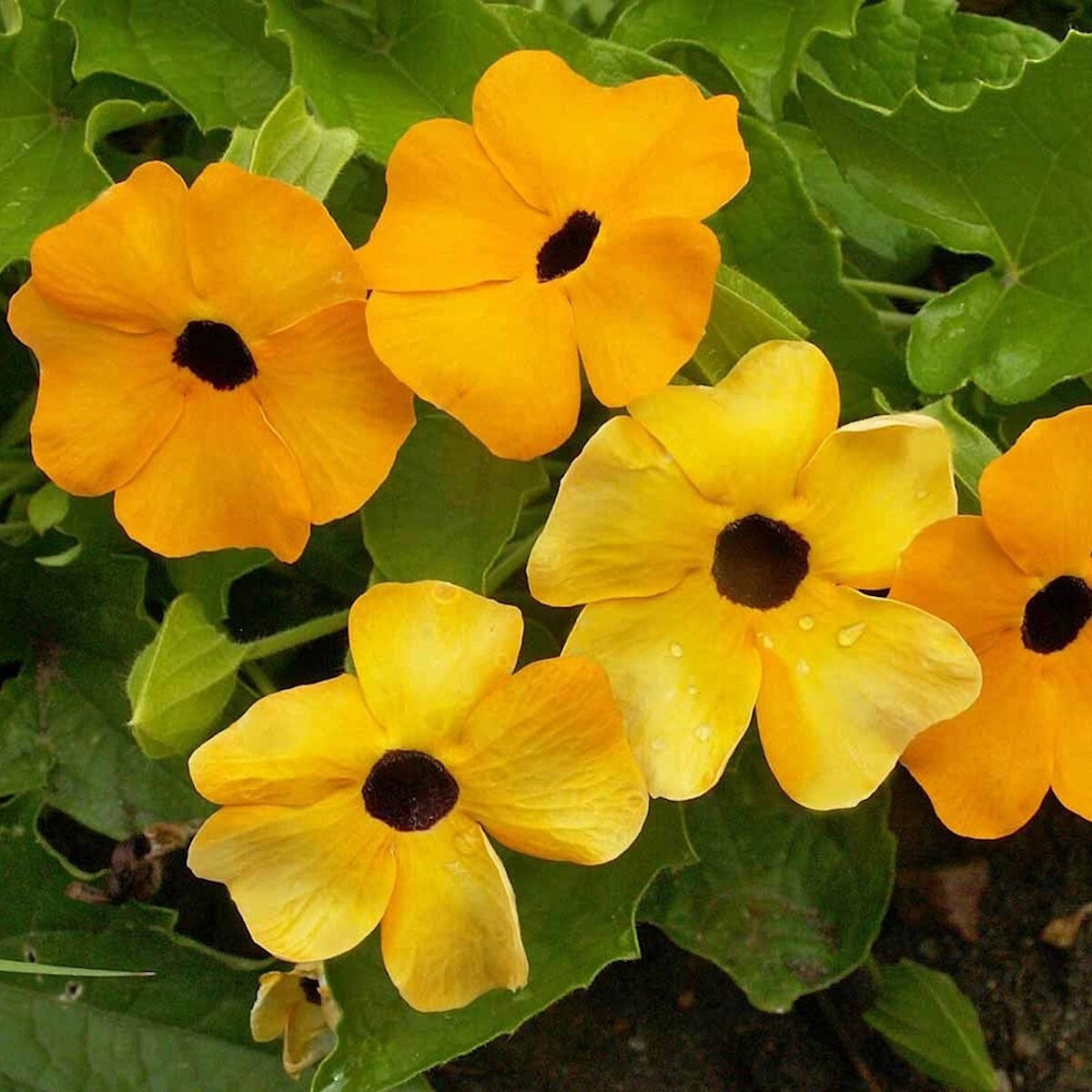 100 Black Eyed Susan Vine Wildflower Seeds – Everwilde Farms Mylar Seed Packet