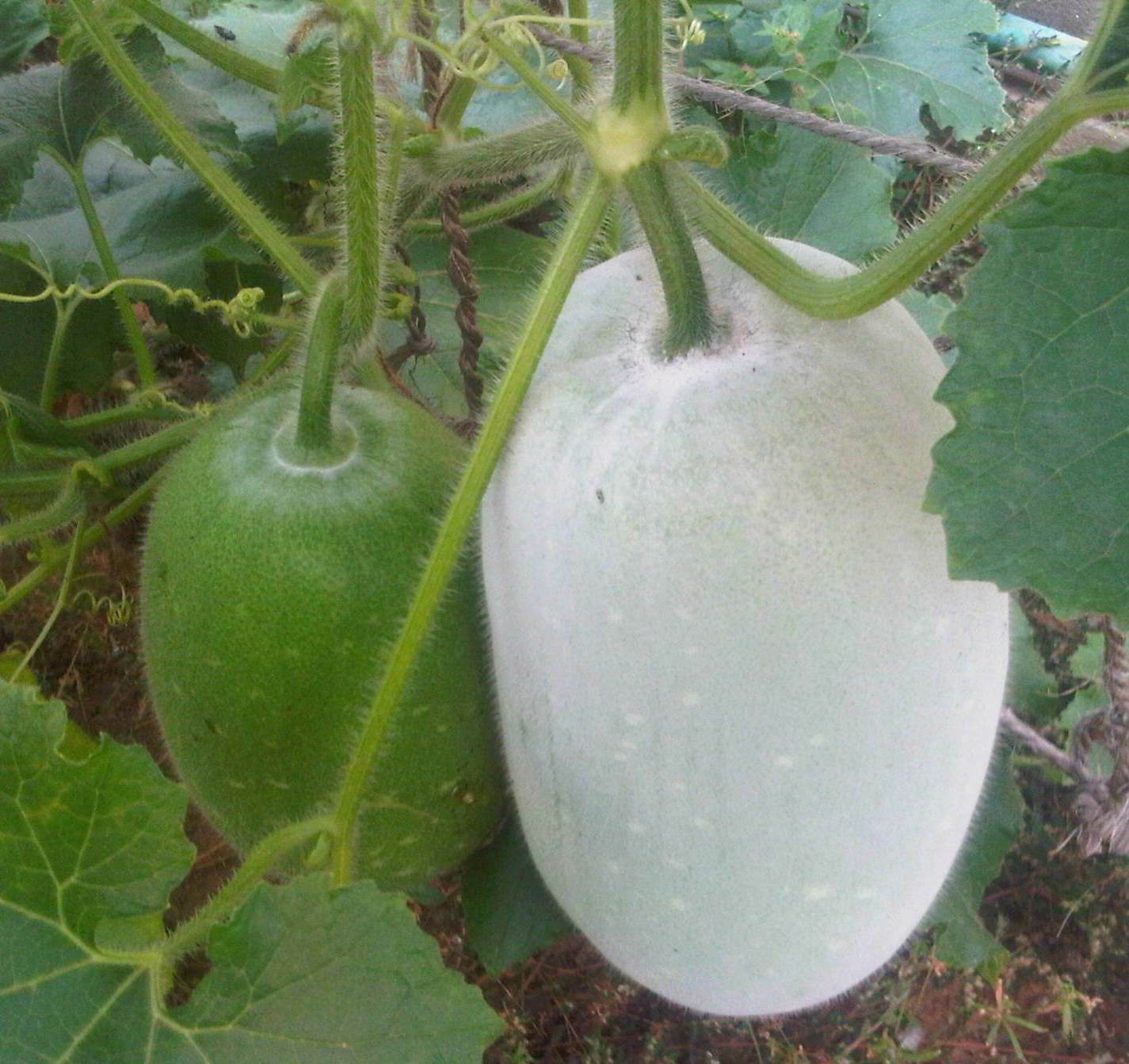 Benincasa hispida WAX GOURD Seeds!