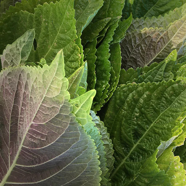 Korean Shiso Herb Seeds (Perilla) – 70 Days – Warm Season Annual by Mai’s Family