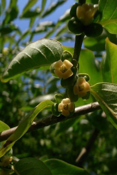 Diospyros lotus | Date-Plum | Caucasian or Lilac Persimmon | 20 Seeds