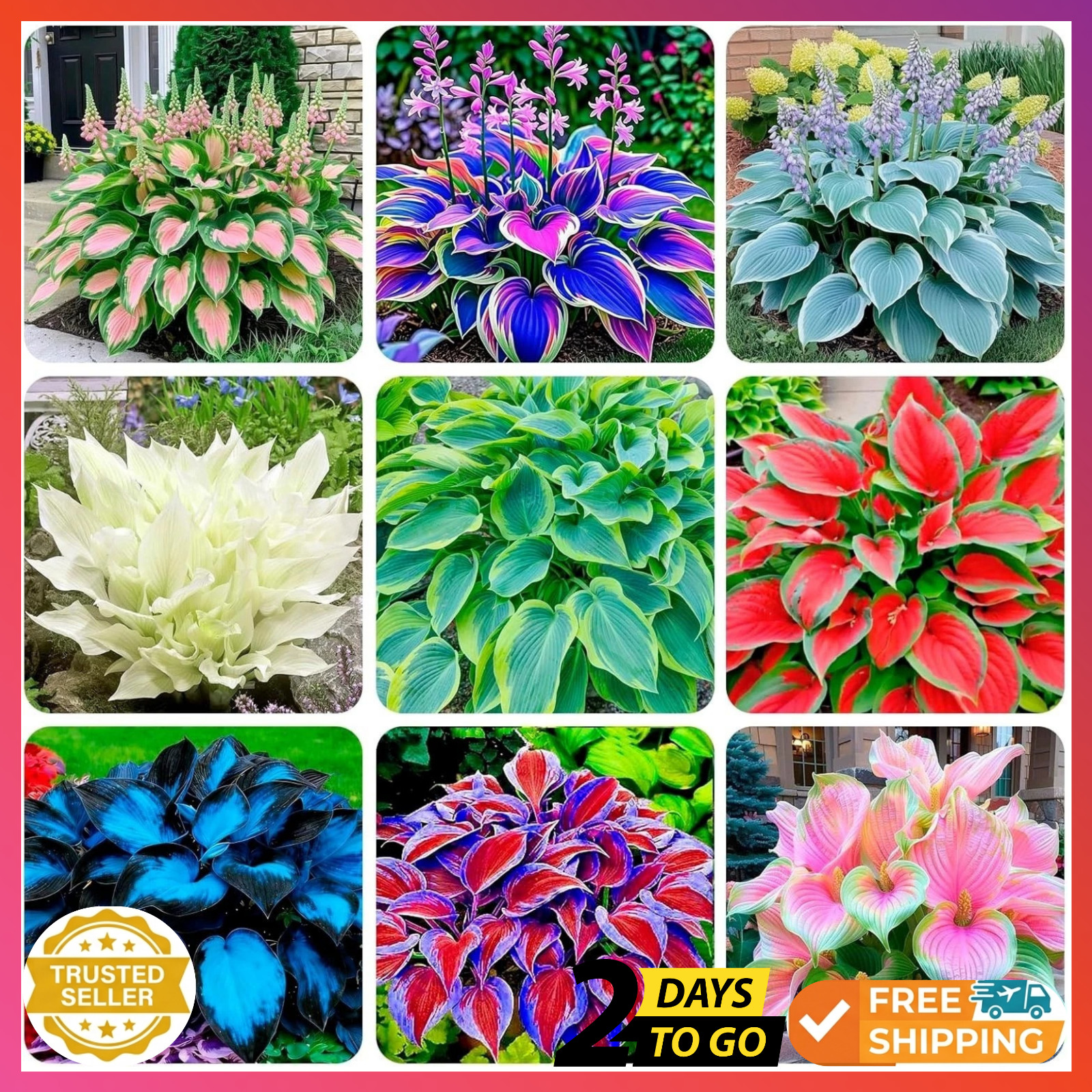 50+ Mixed Color Hosta Seeds for Planting – Hostas Seeds Rare Perennial, Flower