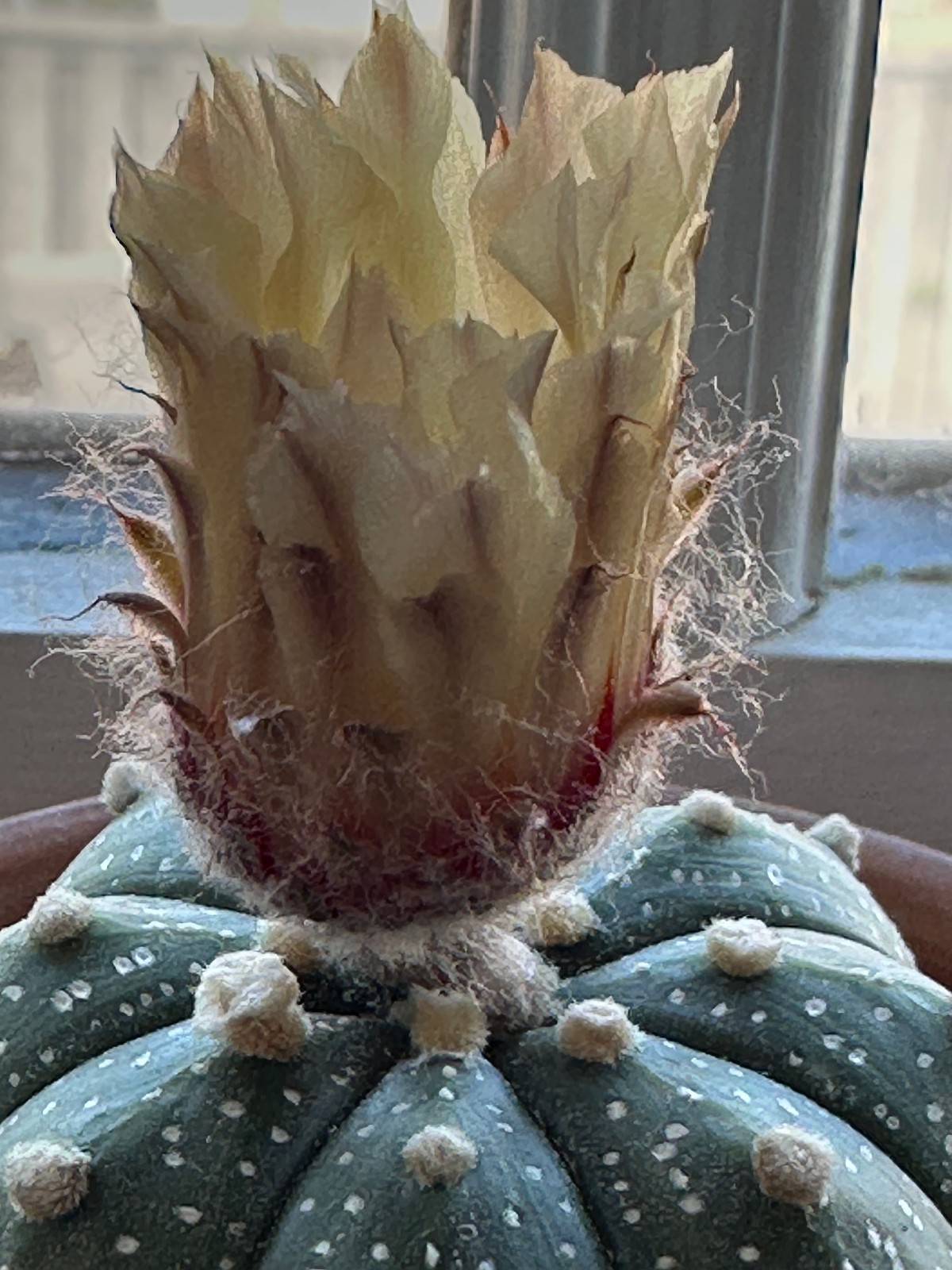 Astrophytum Asterias Live Sand Dollar Cactus in 3.5″ pot FREE SHIPPING