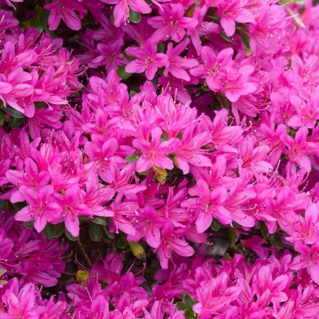 Mixed Azalea Rhododendron Seeds 30 Count for Beautiful Garden Flowers