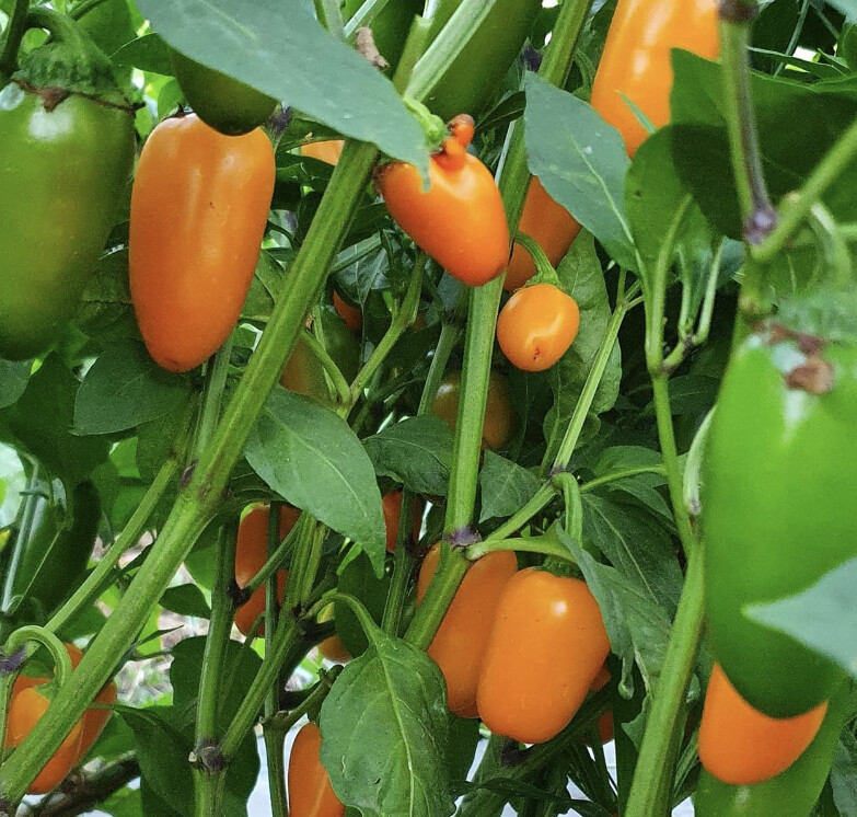 Pumpkin Spice Jalapeno Pepper Seeds | Hot | Organic | Rare | Spicy | Numex
