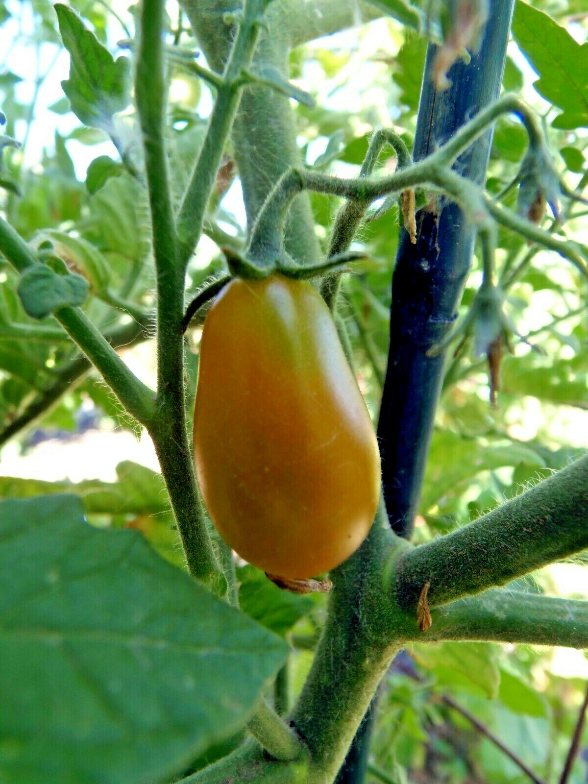 Submarine Blush – by far the best yellow pear tomato