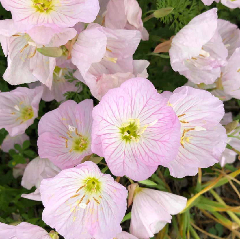 SHOWY EVENING PRIMROSE Perennial Native Pink Ladies Oenothera Non-GMO 1000 Seeds