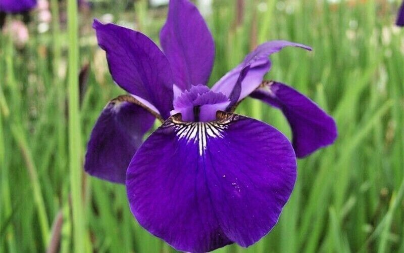20 CAESARS BROTHER SIBERIAN IRIS SEEDS – Iris siberica