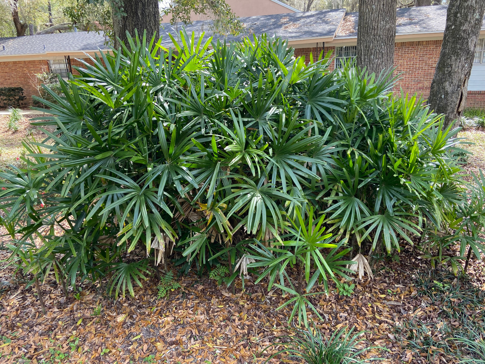 Rhapis excelsa Seeds. Lady Palm. Cold-Hardy!