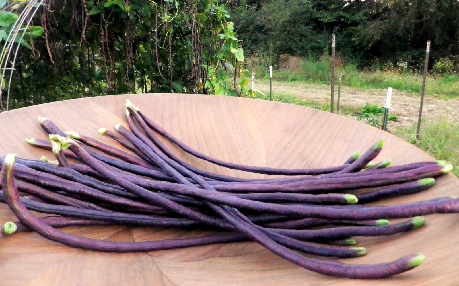 Yard Long Bean Seeds – 5 Varieties Mix – 30+ Count – for Colorful Garden