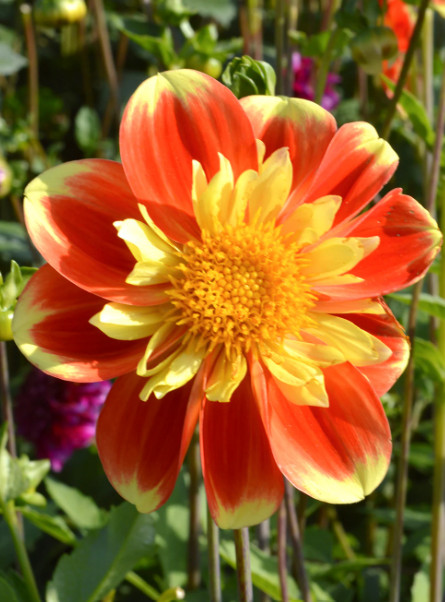 Dahlia Collarette ‘Pooh Swan Island’ Clump Tubers, Size #1, Orange, Red & Yellow