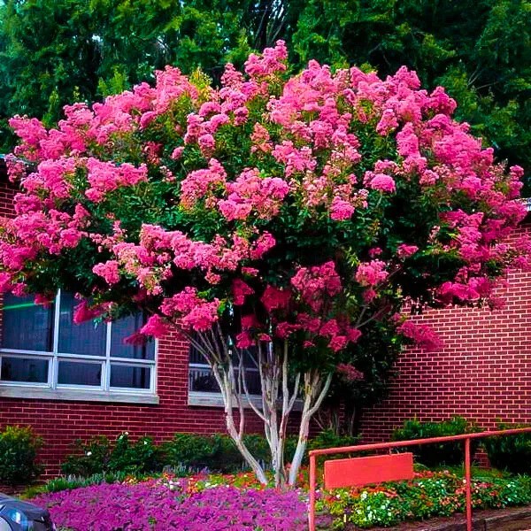 500 Premium Crepe Myrtle Tree Seeds – Easy to Grow – Free Growing Guide Included