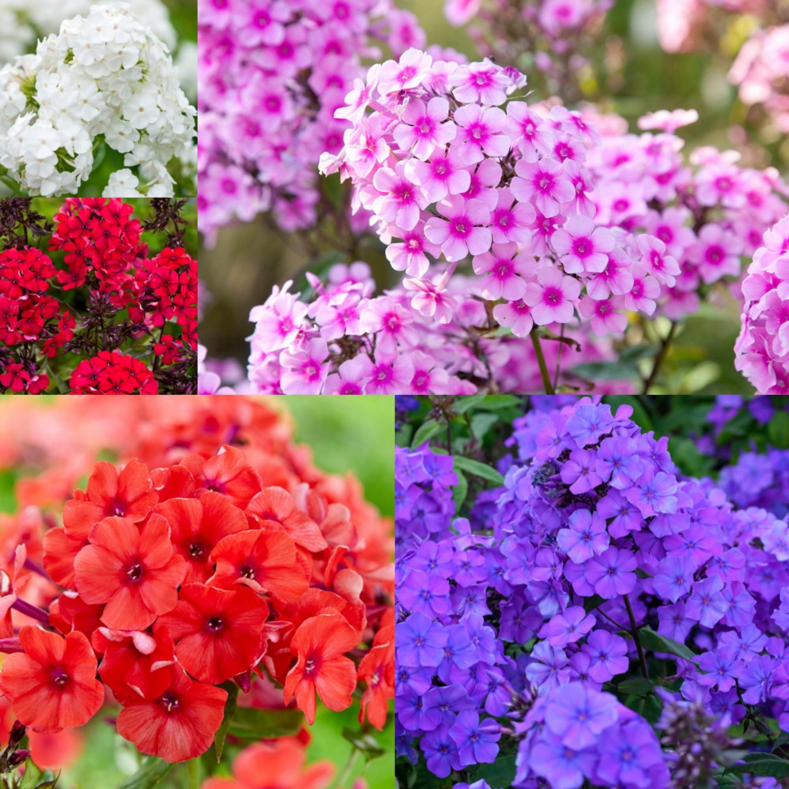 1000+ Creeping Phlox Seeds for Planting – Bright Mixed Phlox Seeds Creeping P…