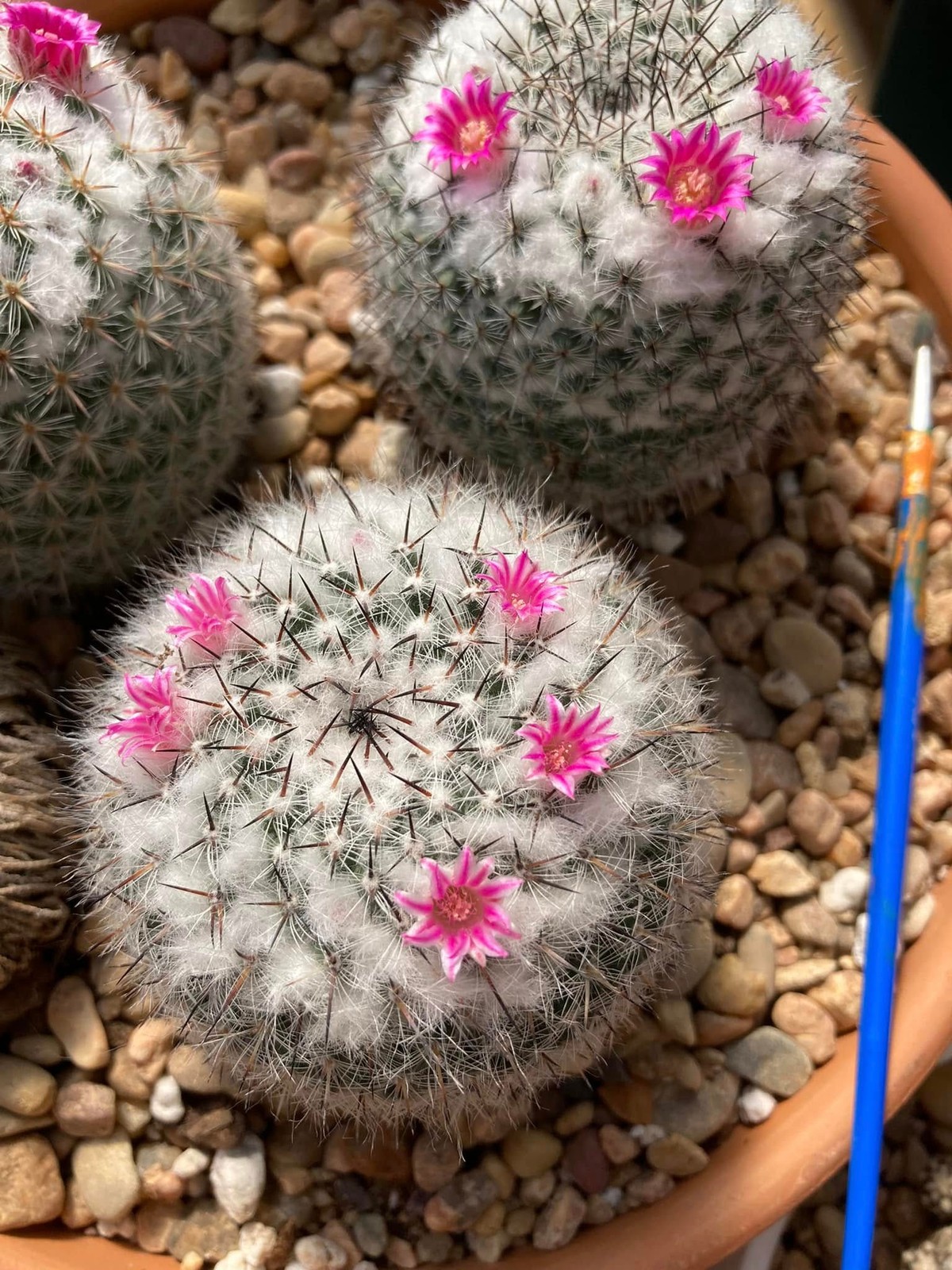 Seed- Mammillaria hahniana subsp. woodsii 25-100 seeds (2026)