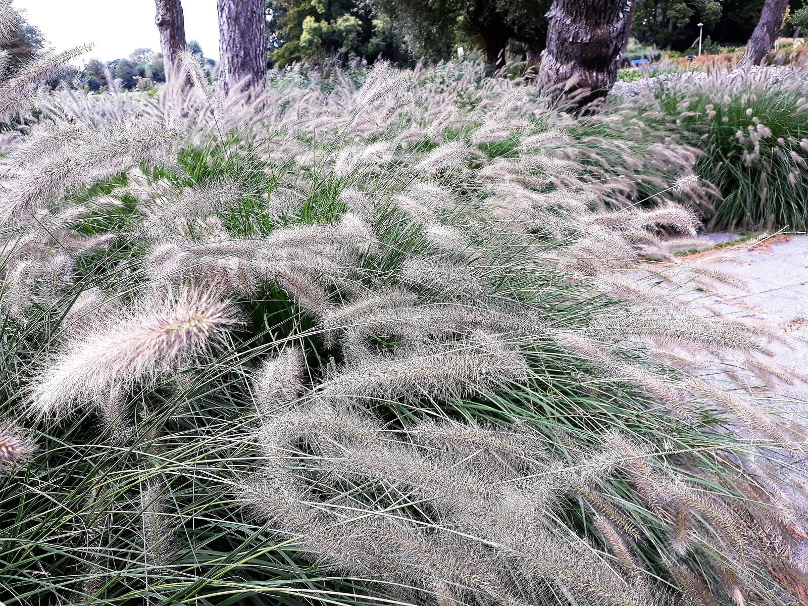 25 DWARF FOUNTAIN GRASS Pennisetum Alopecuroides Hardy White Plume Seeds