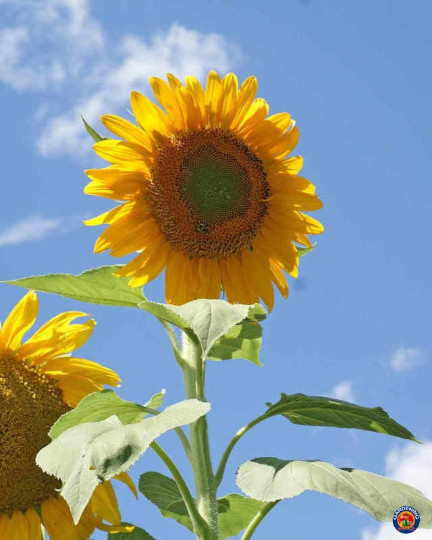 75 Mammoth Grey Stripe Sunflower Seeds Helianthus annuus